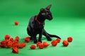 Cat black Siamese Oriental Shorthair