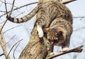 Cat with black stripes sitting on a branch of a tree which had no leaves