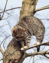 Cat with black stripes sitting on a branch of a tree which had no leaves