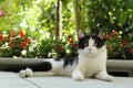 Cat - Black and white cat lying on a careful observation of the surroundings