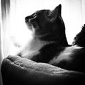 Cat black and white Royalty Free Stock Photo