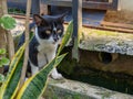 A Cat with Black and White Fur is Lurking Behind a Plant on a Solid Concrete Royalty Free Stock Photo