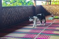 A cat with black and white markings is walking around looking for food