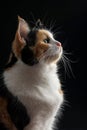 A cat with black, white, and orange fur is looking up at the camera Royalty Free Stock Photo