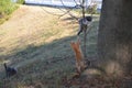 Cat black and white sitting on a tree branch in the shade against the yellow grass and the red cat tries to get paws Royalty Free Stock Photo