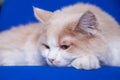 Cat on a blay background Royalty Free Stock Photo