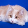 Cat on a blay background Royalty Free Stock Photo