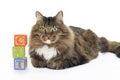 Cat with Blocks Spelling Cat