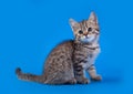 Cat on blue background