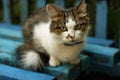 Cat on the blue bench. Royalty Free Stock Photo