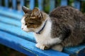 Cat on the blue bench. Royalty Free Stock Photo