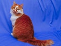 cat on the blue cloth background Royalty Free Stock Photo