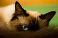 Cat with blue eyes Royalty Free Stock Photo