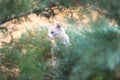 Cat in the bushes Royalty Free Stock Photo