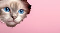 A cat with blue eyes peeking out of a hole in a pink background Royalty Free Stock Photo
