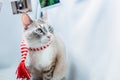 A cat with blue eyes and a red scarf looks carefully away. Royalty Free Stock Photo