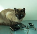 Cat with blue eyes stares at hand scales and a book. Royalty Free Stock Photo