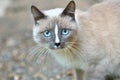 Cat with blue eyes