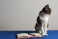 Cat on blue table with notebook and pen, looking to the side. Office cat in meeting with space for copy or title Royalty Free Stock Photo