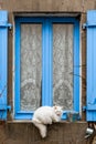 The cat on the blue window