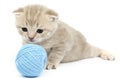 Cat and blue wool ball