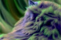 a cat with a blurry background looks to its left side as it stares at something in the distance with a blurry background of green Royalty Free Stock Photo