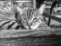 black and white portrait of a cat resting