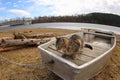 Cat on Boat Royalty Free Stock Photo