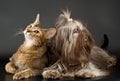 Cat and bolonka zwetna