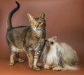 Cat and bolonka zwetna in studio Royalty Free Stock Photo