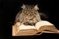 Cat, Book And Glasses Royalty Free Stock Photo