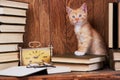 Cat on book near the clock. A cat in the library reads a book Royalty Free Stock Photo