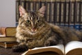 Cat with books around pretending to read. World book day Royalty Free Stock Photo