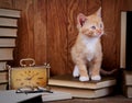 Cat on books near the clock. A kitten sits and looks at the right. Royalty Free Stock Photo