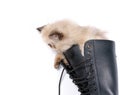 Cat in Boots - Himalauan cat in combat boot Royalty Free Stock Photo