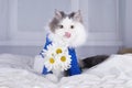 Cat with a bouquet of daisies in the morning wakes owner
