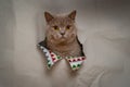 Cat in a bow tie sits inside a cardboard bag Royalty Free Stock Photo