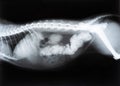 Cat with bowel or intestinal obstruction x-ray image or radiography. Medical imagery. Cat anatomy with spine, tail and rib cage Royalty Free Stock Photo