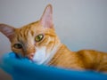 Cat in a bowl