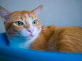 Cat in a bowl