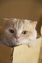 Cat in a box Royalty Free Stock Photo