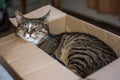 Cat in a box. Beautiful cat lies in a box