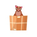 Cat in the box. Cat in a cardboard box. Kitty inside carton box. Playful curious cat pet looking out of his hiding. Cartoon kitten