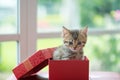 Cat in the box Royalty Free Stock Photo