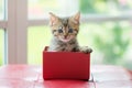 Cat in the box Royalty Free Stock Photo