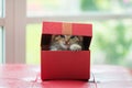 Cat in the box Royalty Free Stock Photo