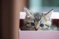 Cat in the box Royalty Free Stock Photo