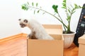 Cat in a box during moving day. Packed household stuff for moving into new house Royalty Free Stock Photo