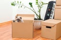 Cat in a box in new house. Packed household stuff for moving into new house. Animals, relocation and moving concept