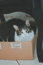 Cat in the box